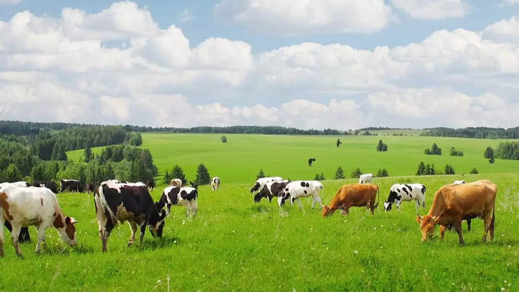 В Казахстане ужесточают контроль мяса