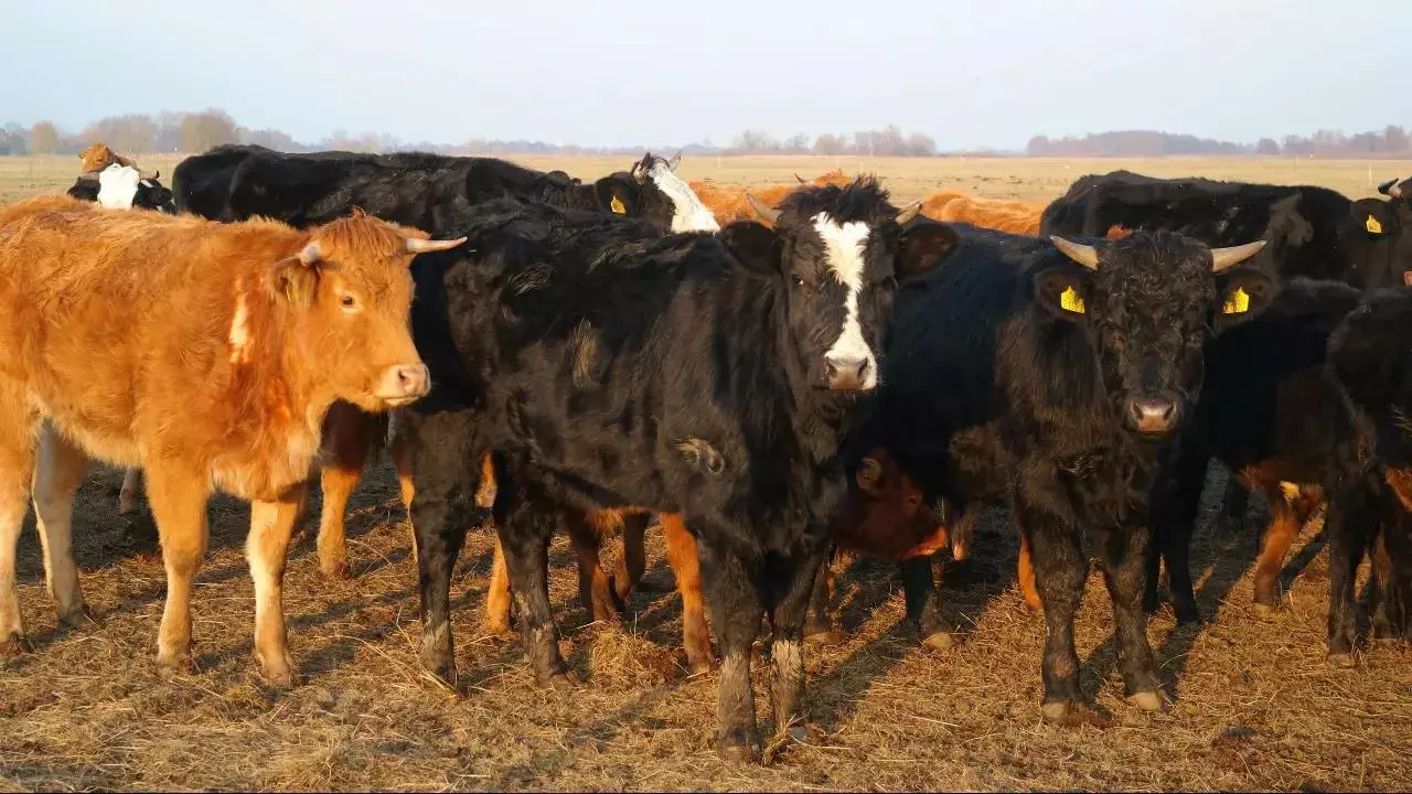 Қытайда аусылдың қауіпті түрі тарады: вакциналар күшін жойды