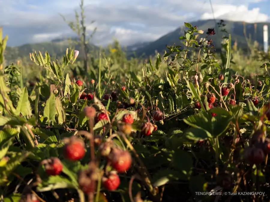 Демалыс күндері ауа райы қандай болады?
