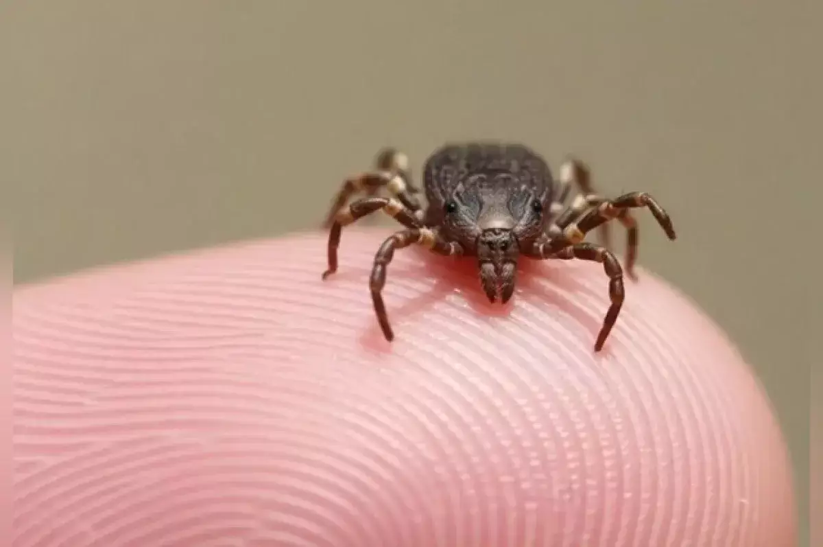 В Казахстан пришли «клещи-мутанты», способные бежать за жертвой километры - новости на Lada.kz 03.04.2026