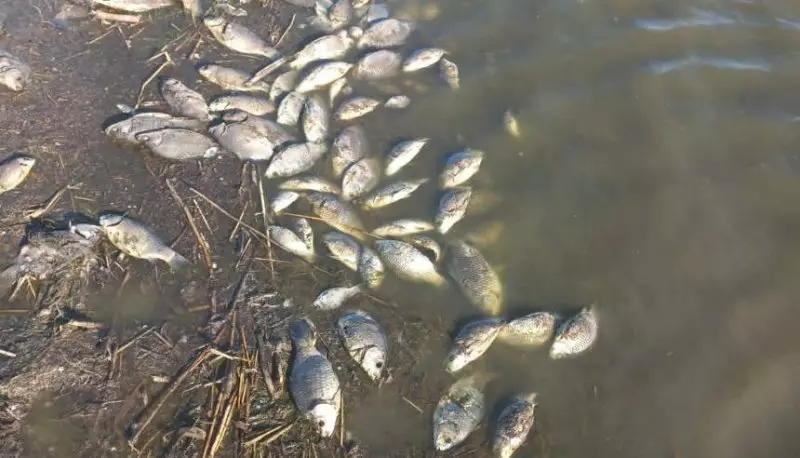 Массовая гибель рыбы в у Хромзавода: на севере Казахстана проходит проверка