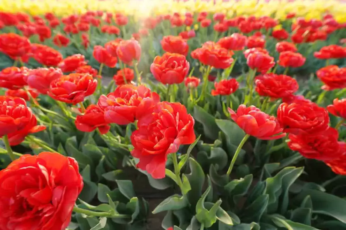 Көктем көркі: Қазақстанда қызыл кітапқа енген сирек қызғалдақ гүлдеді