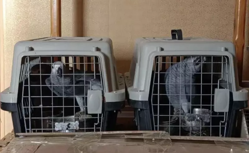 Экзотических птиц пытались вывезти из Казахстана в Россию