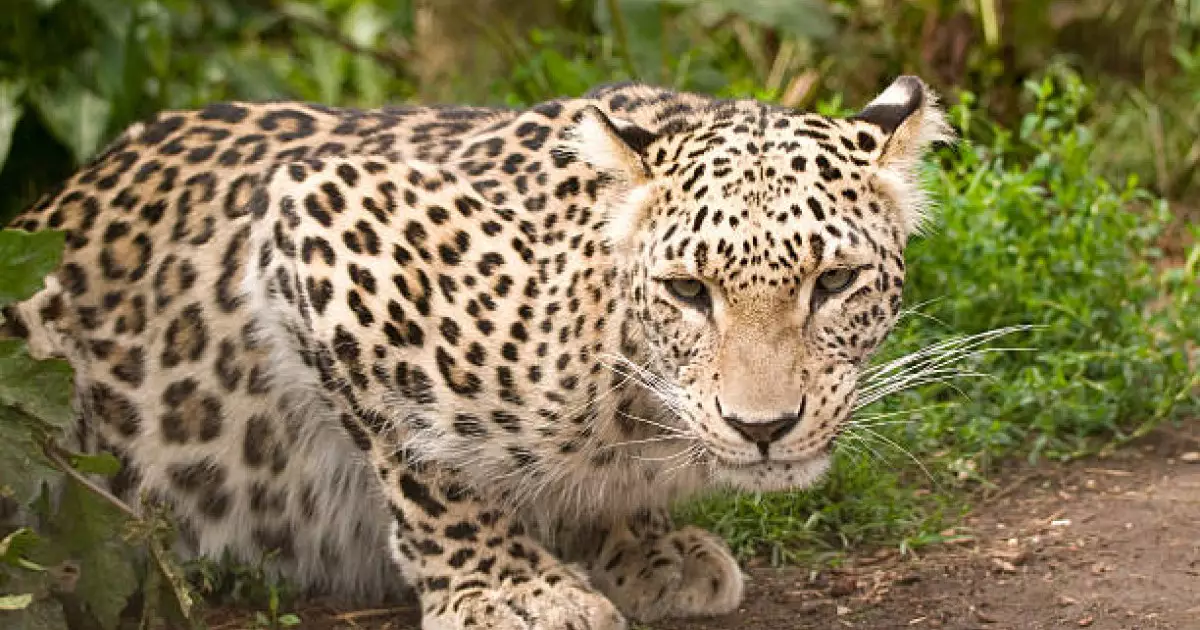  Манғыстау облысында сирек кездесетін барыс бейнетаспаға түсті 