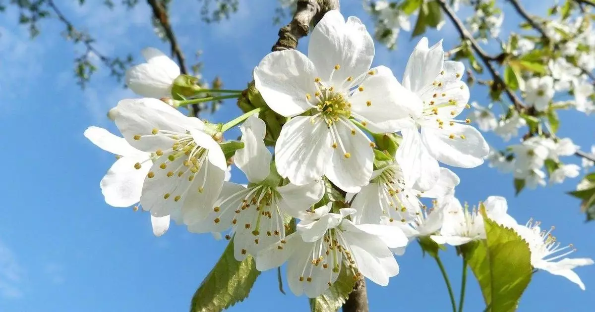 До 25 градусов тепла ожидается в мегаполисах Казахстана в пятницу.