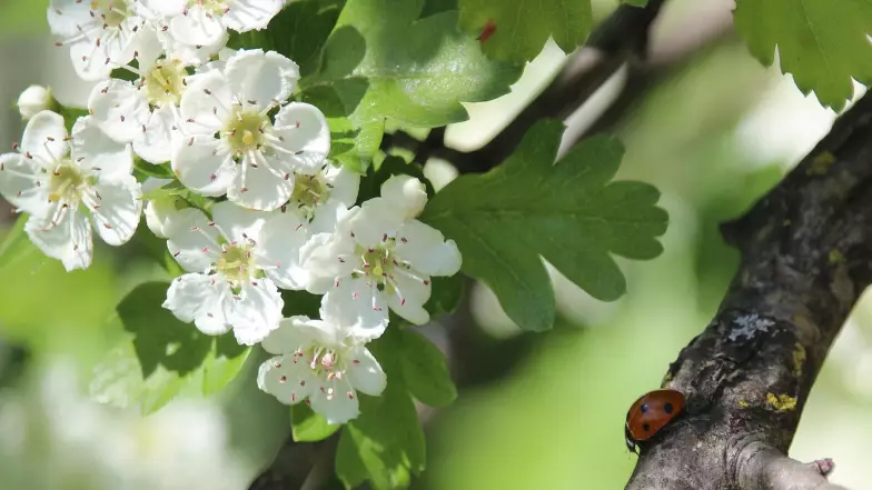 Күндер ауыстырылды: Мамырда ел тұрғындары қанша күн демалады?