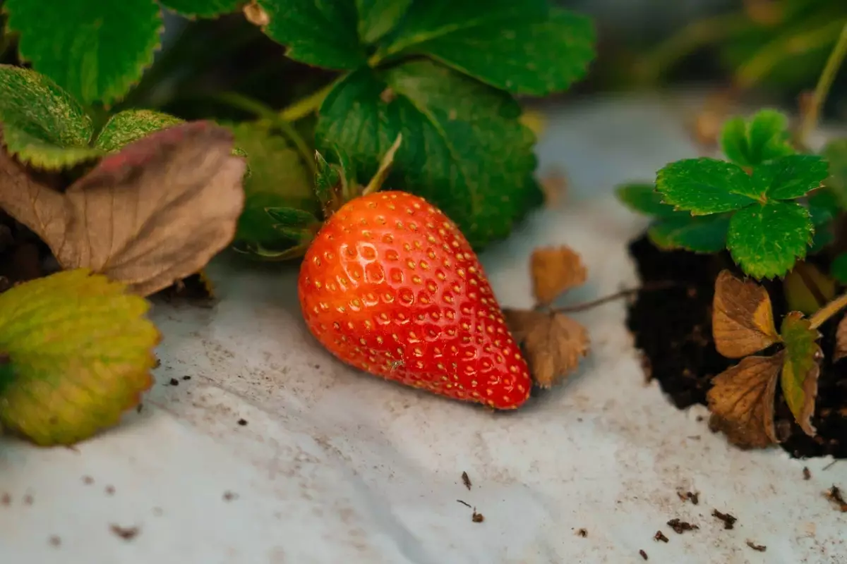 "Альбион" и "Мурано" из теплицы: в Атырау наладили производство круглогодичной ягоды
