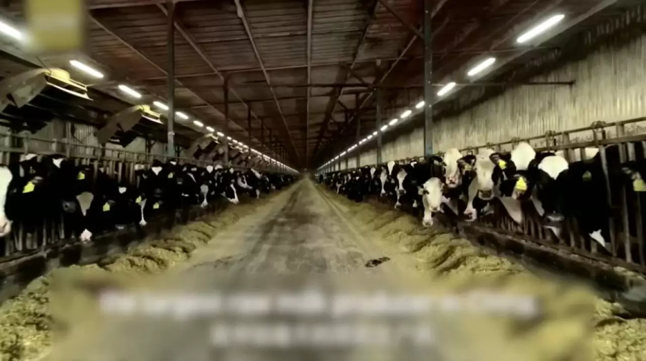 Вспышка ящура выявлена в Китае