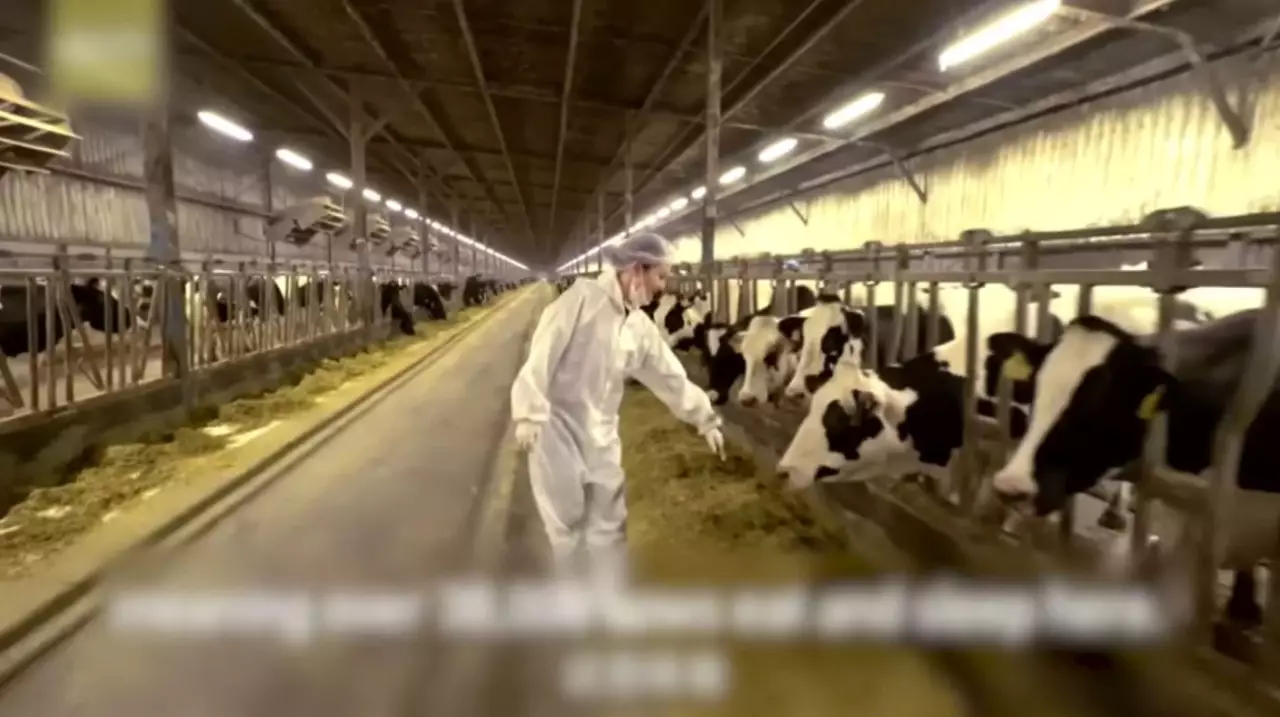 Қытайда аусыл індеті өршіді