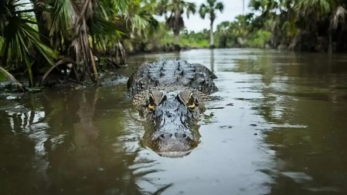Индонезияда қолтырауын 13 жастағы баланы достарының көз алдында талап өлтірді