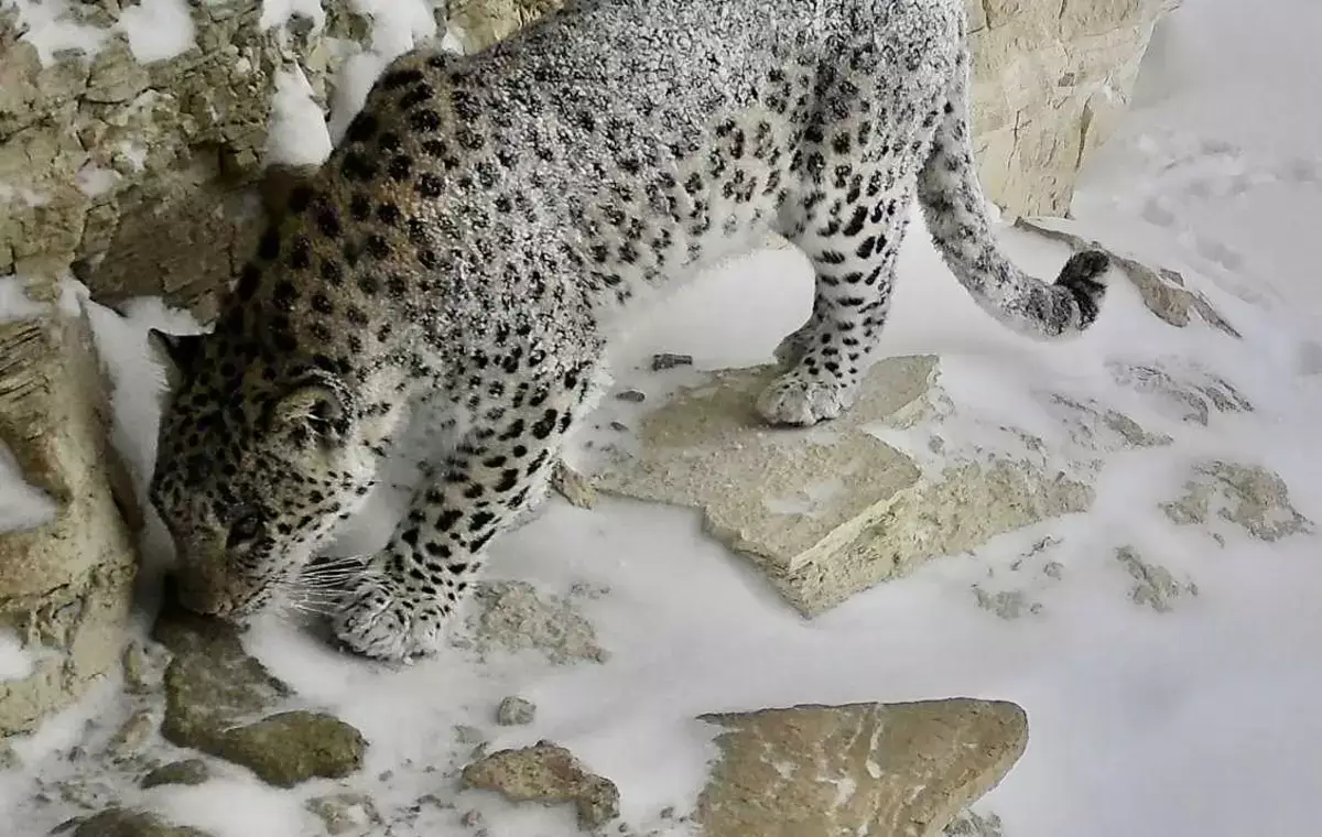 Переднеазиатский леопард вновь замечен в Мангистау - новости на Lada.kz 03.04.2026