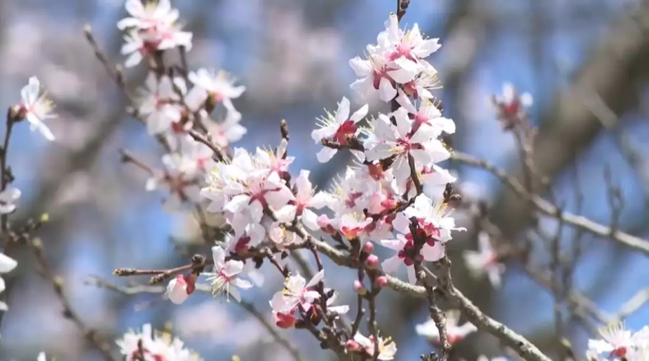 Абрикос и магнолия зацвели в Алматы