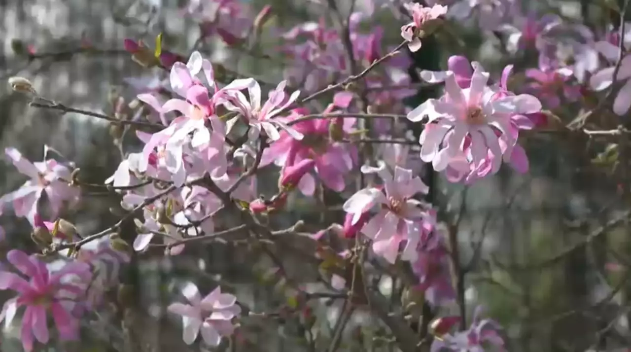Ғажайып көктем: Алматыда магнолия гүлдеді