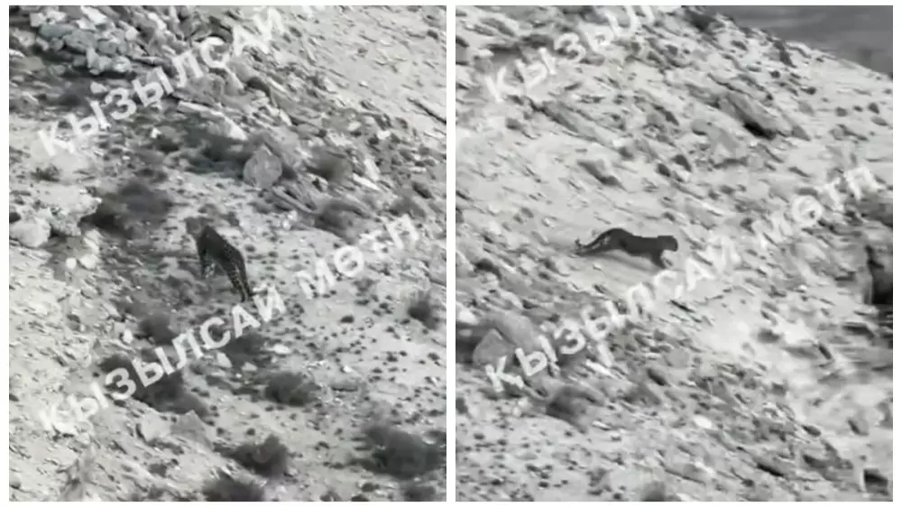 Переднеазиатского леопарда засняли в Мангистау