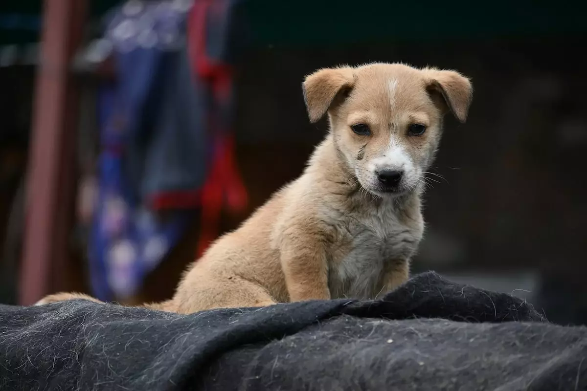 "Ай сайын ит-мысықты асырауға 8 миллион теңге жұмсаймын": Қазақстандық панажай иелері далада қалған жануарларды қалай асырайды