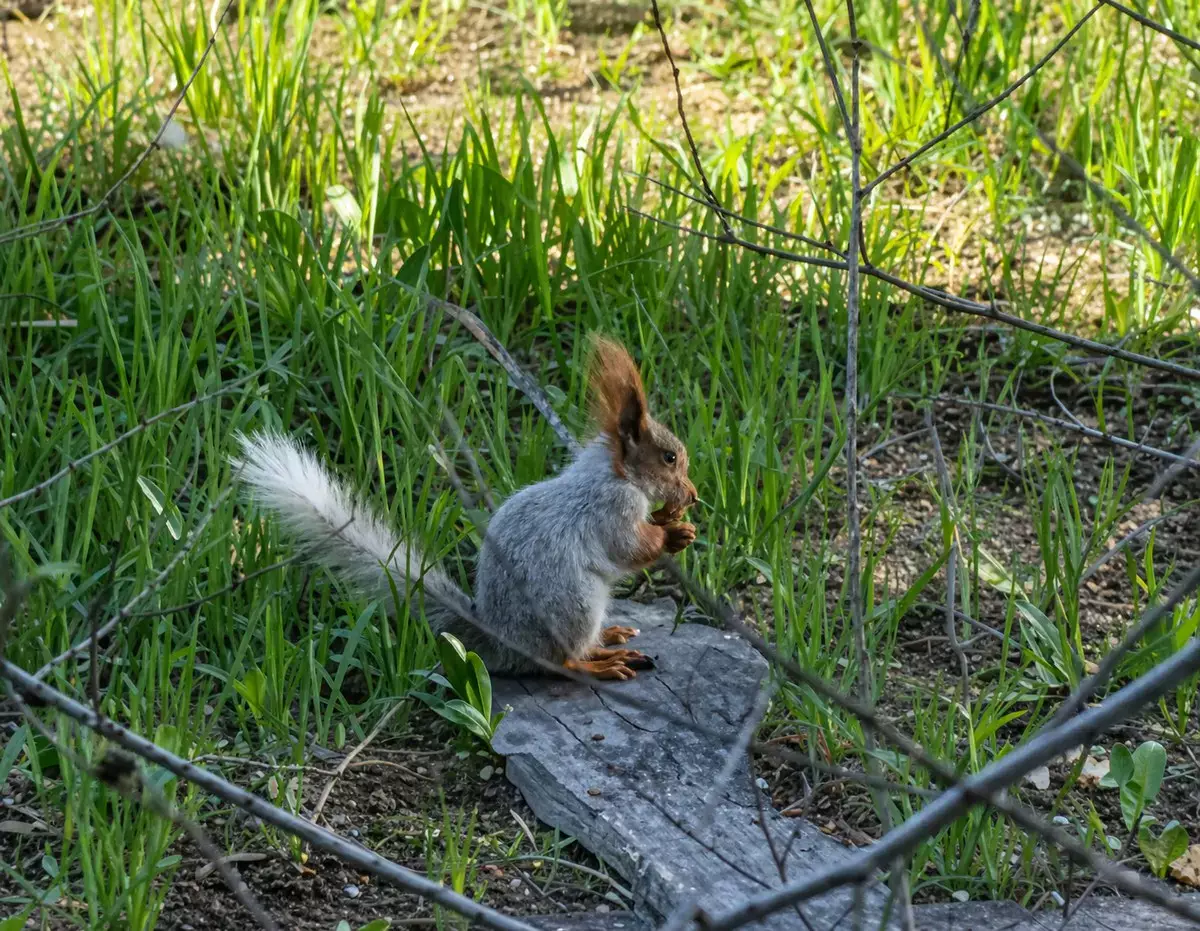 В Актау заметили белку: редкое животное сняли на видео - новости на Lada.kz 04.04.2026