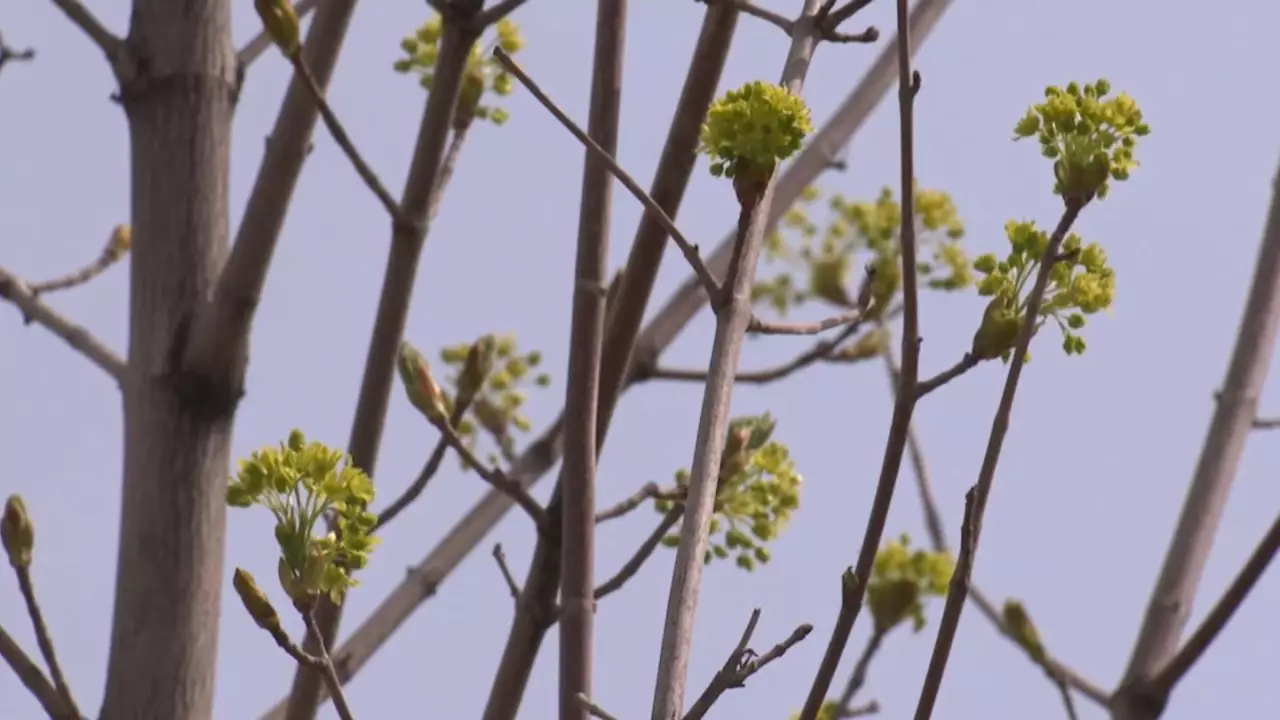 Алматыда «Тәлімгерлер аллеясы» ашылды