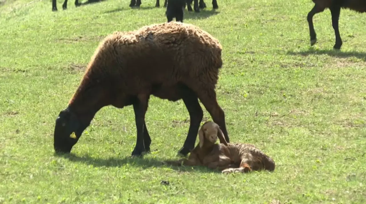Алматы облысында мал төлдету науқаны қызды