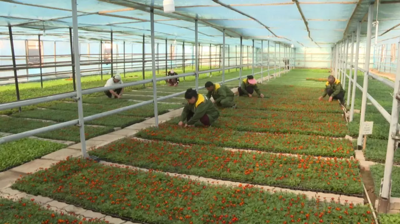 Миллионом цветов украсят клумбы в Таразе