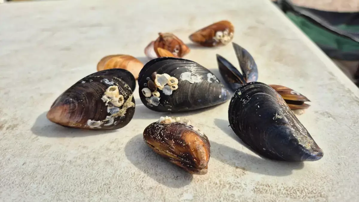 Эксперты объяснили появление мидий в Каспийском море