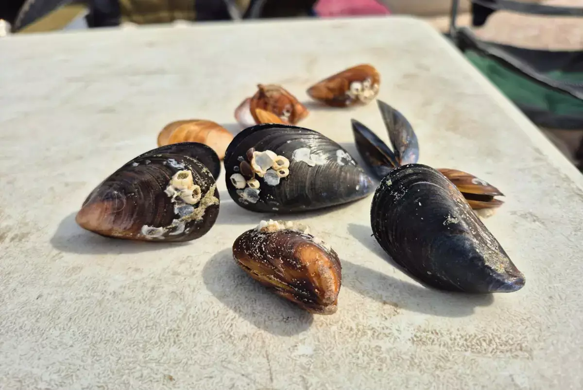 Жителей Актау удивило появление крупных мидий в Каспии: эксперты объяснили их появление - новости на Lada.kz 05.04.2026