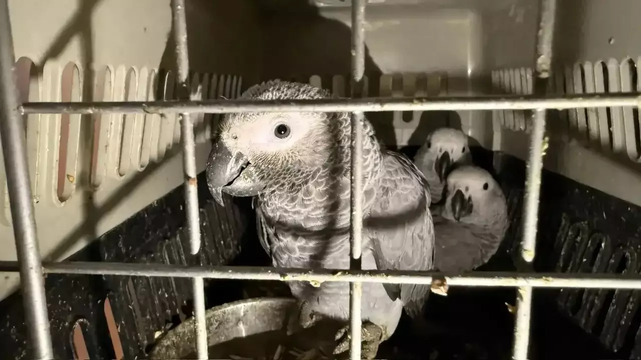 Более ста экзотических птиц, изъятых на границе с Казахстаном, передали в Новосибирский зоопарк.