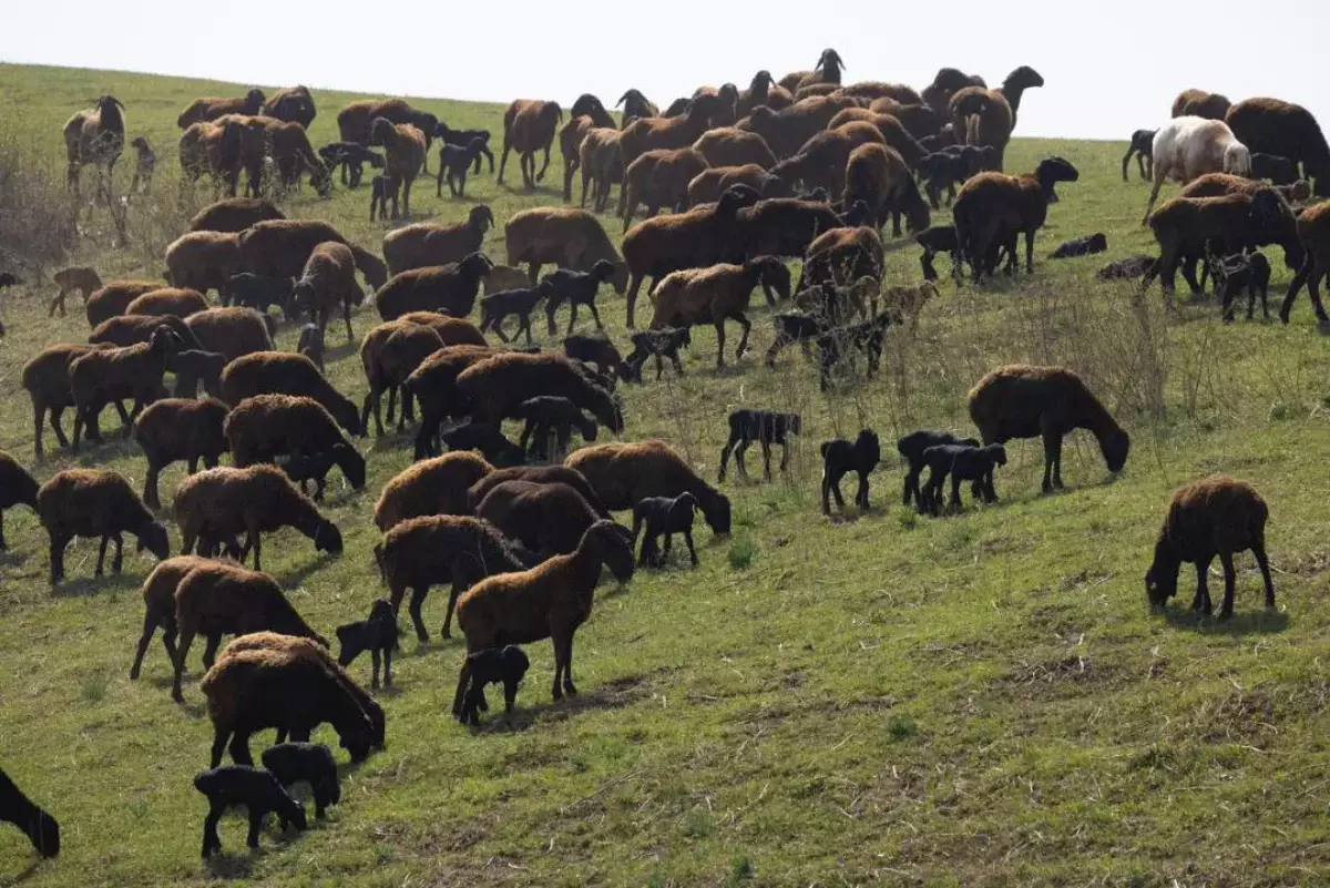 Начинается важный сезон для животноводов