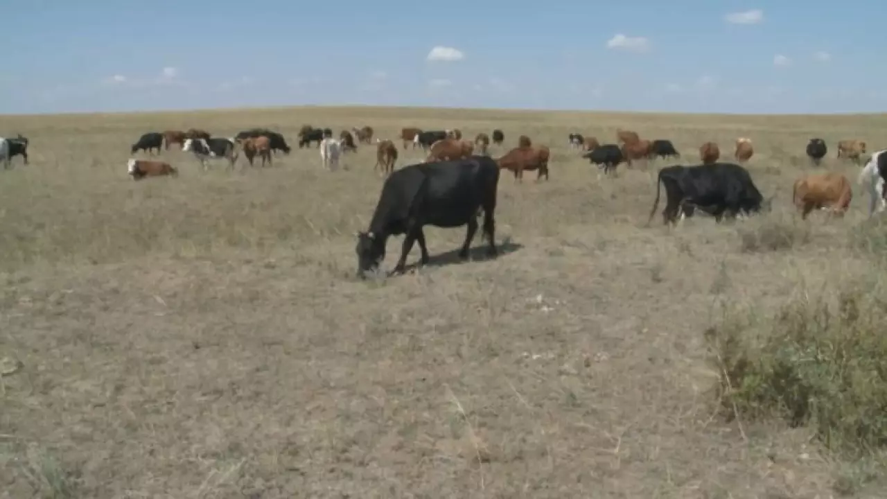 Серик Жумангарин встретился с аграриями Акмолинской области
