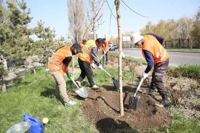 «Таза Қазақстан»: Алматыда 2026 жылы 550 мыңнан астам жасыл желек егіледі