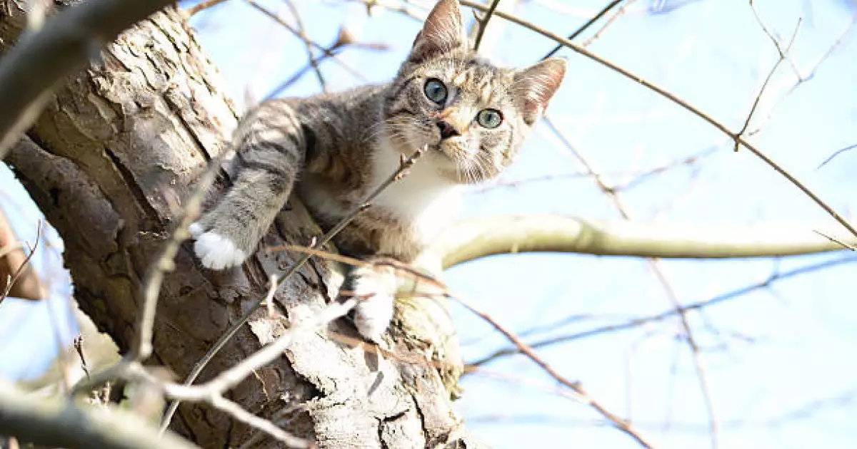  Павлодарда мысықты талдан түсірмек болған ер адам көз жұмды 