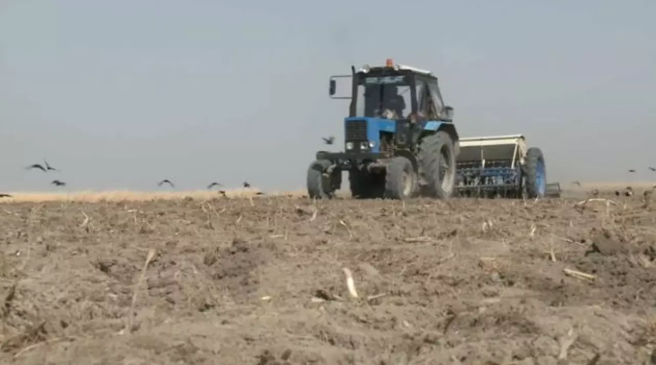 Қызылорда облысында жүгері алқабы ұлғайды