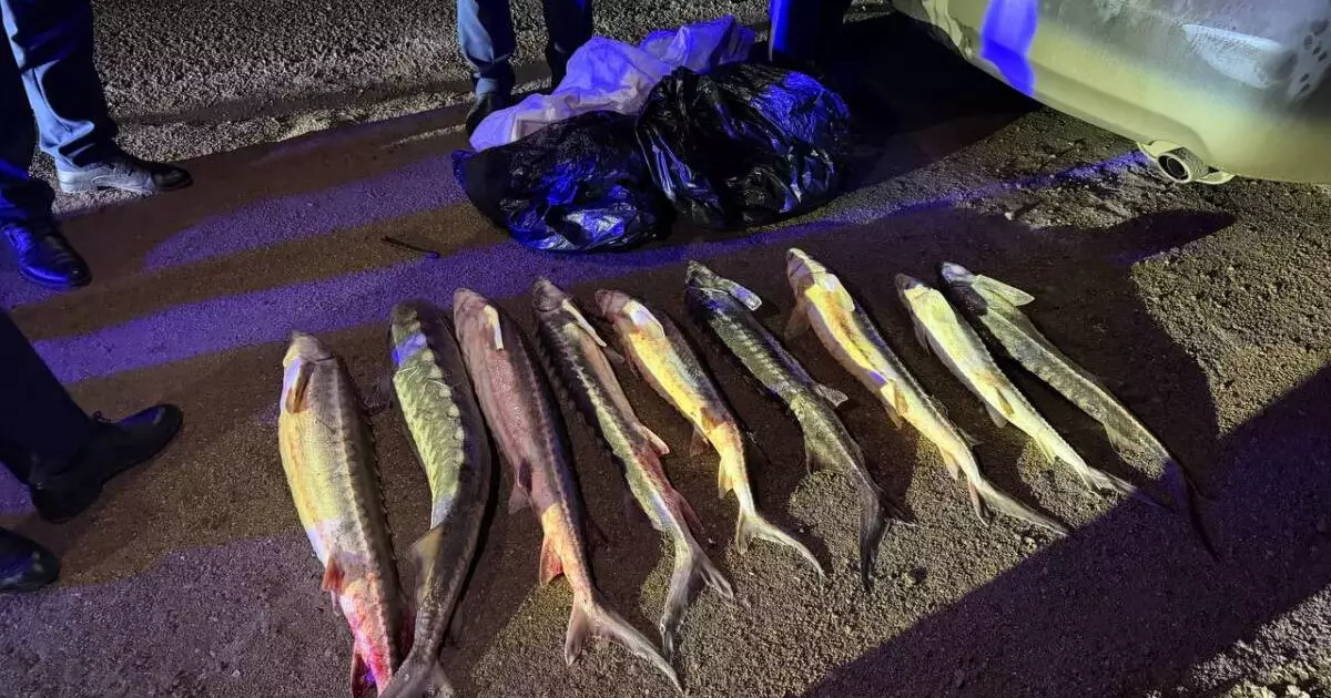  Ақтауда қызыл балықты заңсыз тасымалдаған азамат ұсталды 