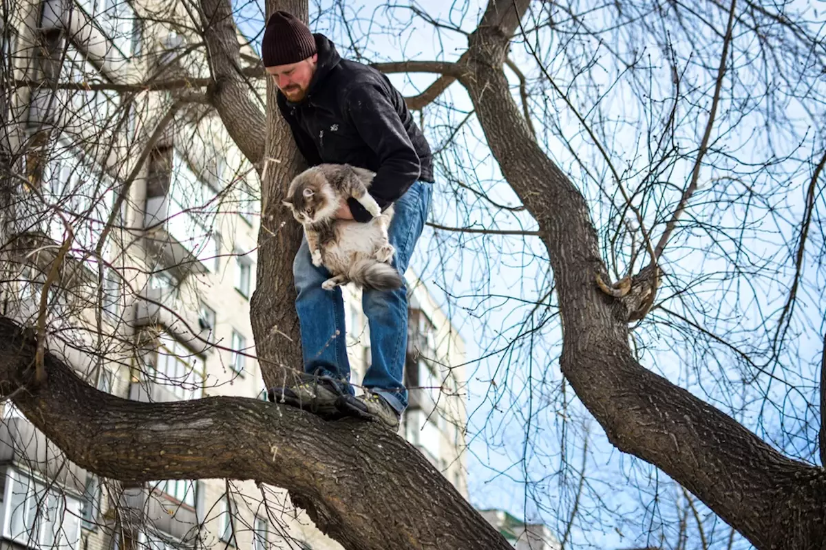 Казахстанец погиб, пытаясь снять кота с дерева