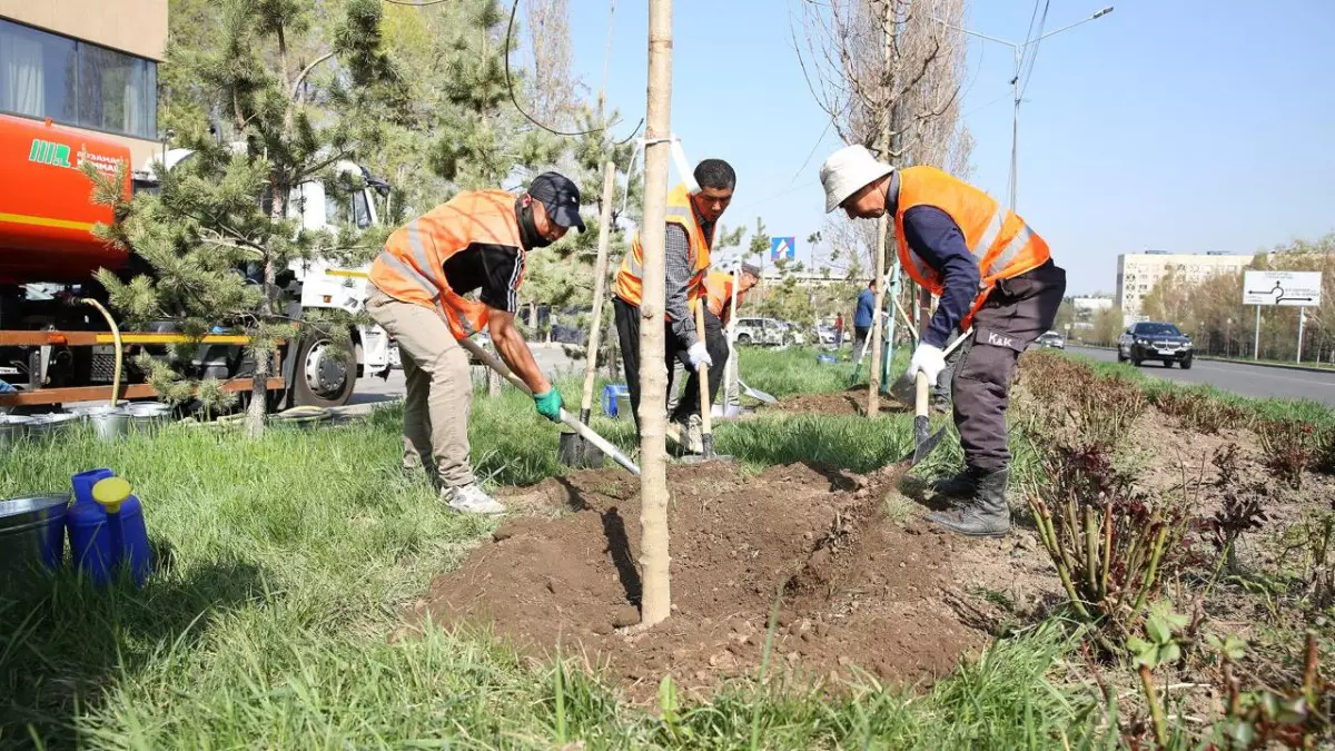 «Таза Қазақстан»: Алматыда биыл 550 мыңнан астам жасыл желек егіледі