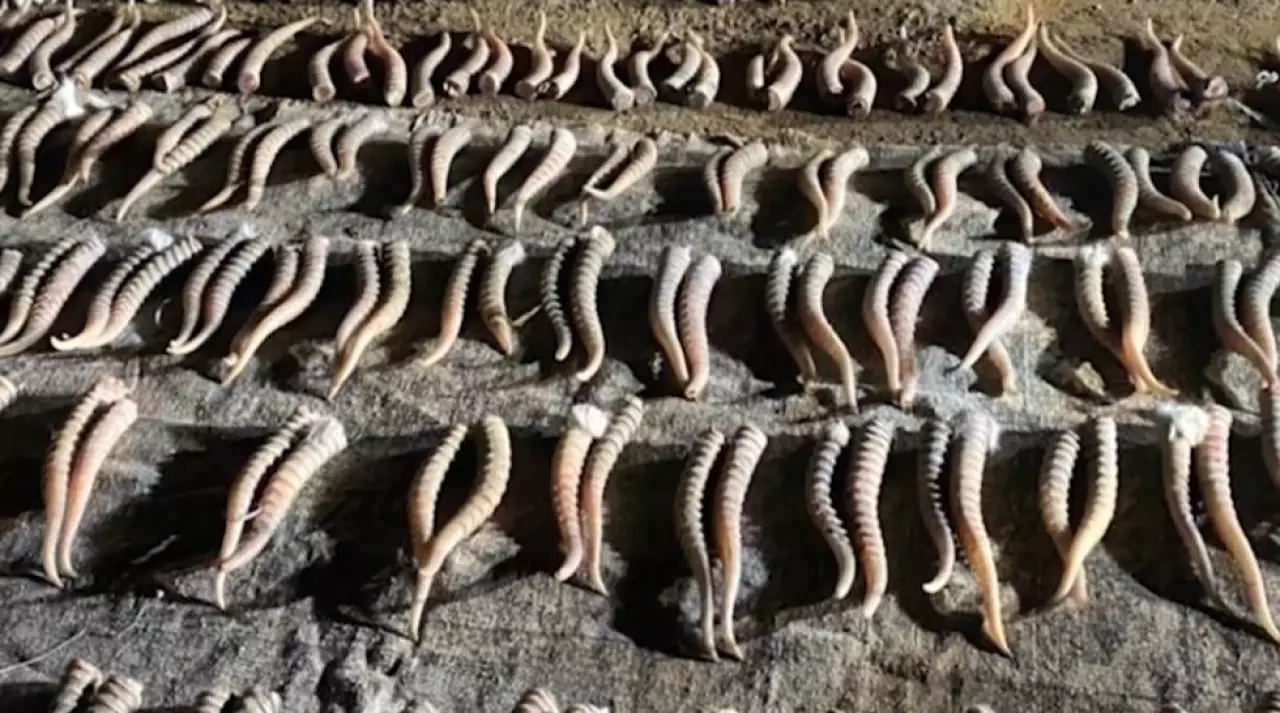 Больше 90 тысяч штук рогов сайги изъяли в ЗКО