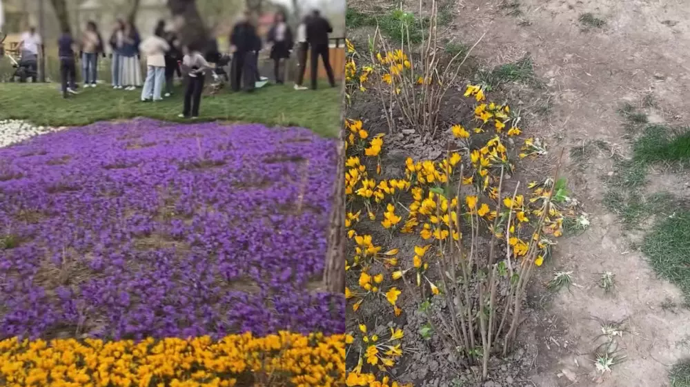 “Сурет үшін“ - алматылықтар Терренкурдағы жайқалған гүлдерді таптап тастаған