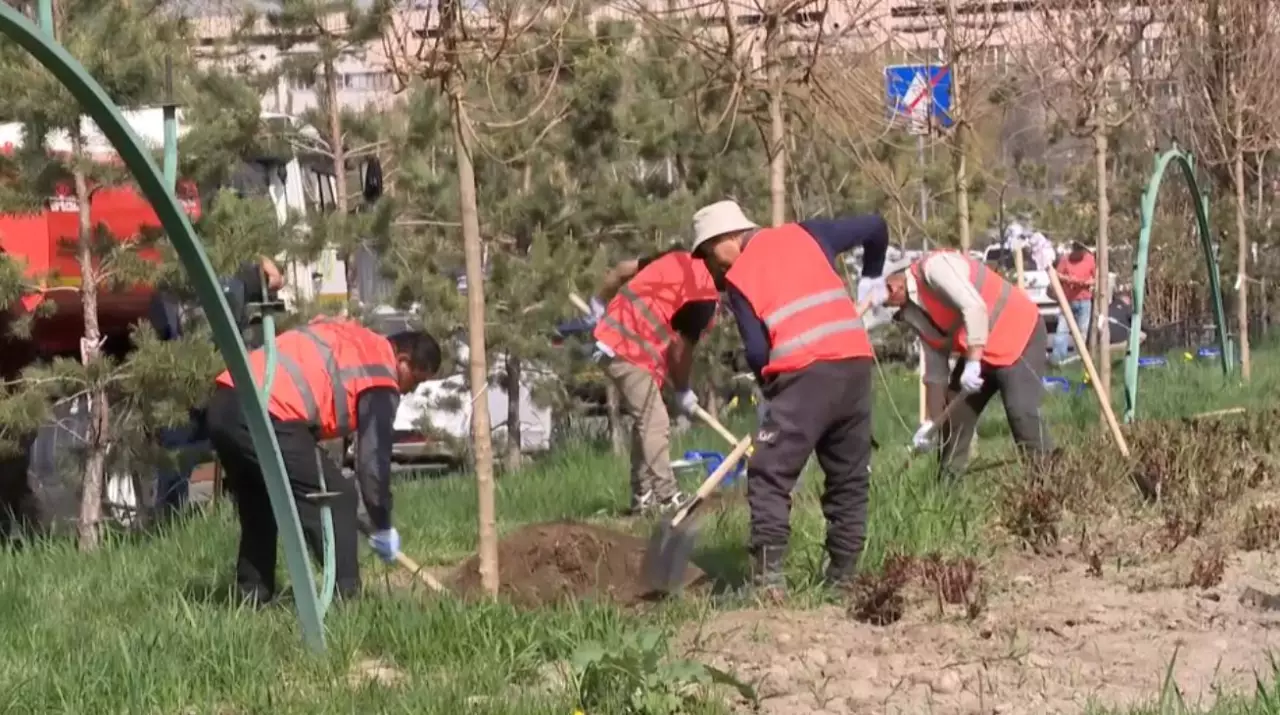 Алматыда 550 мыңнан астам жасыл желек егіледі