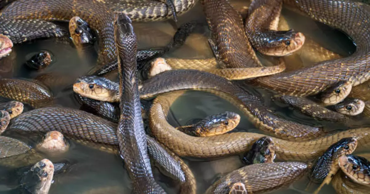  Үндістан шекарасын жылан мен қолтырауынға қорғатпақ 