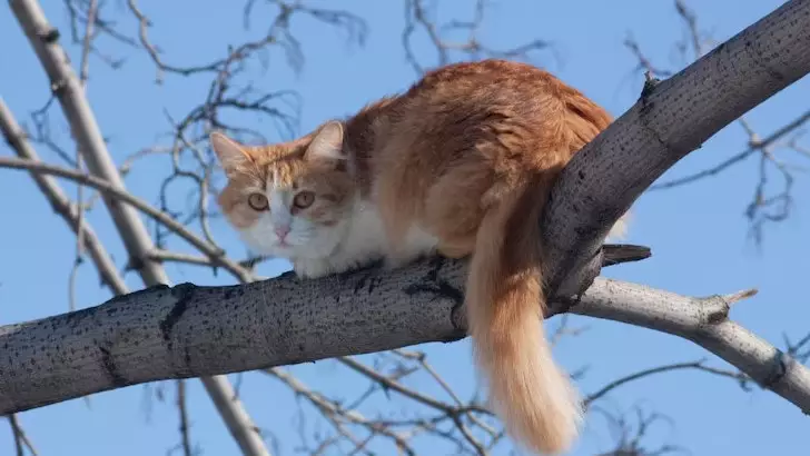Павлодарец сорвался с дерева спасая кота