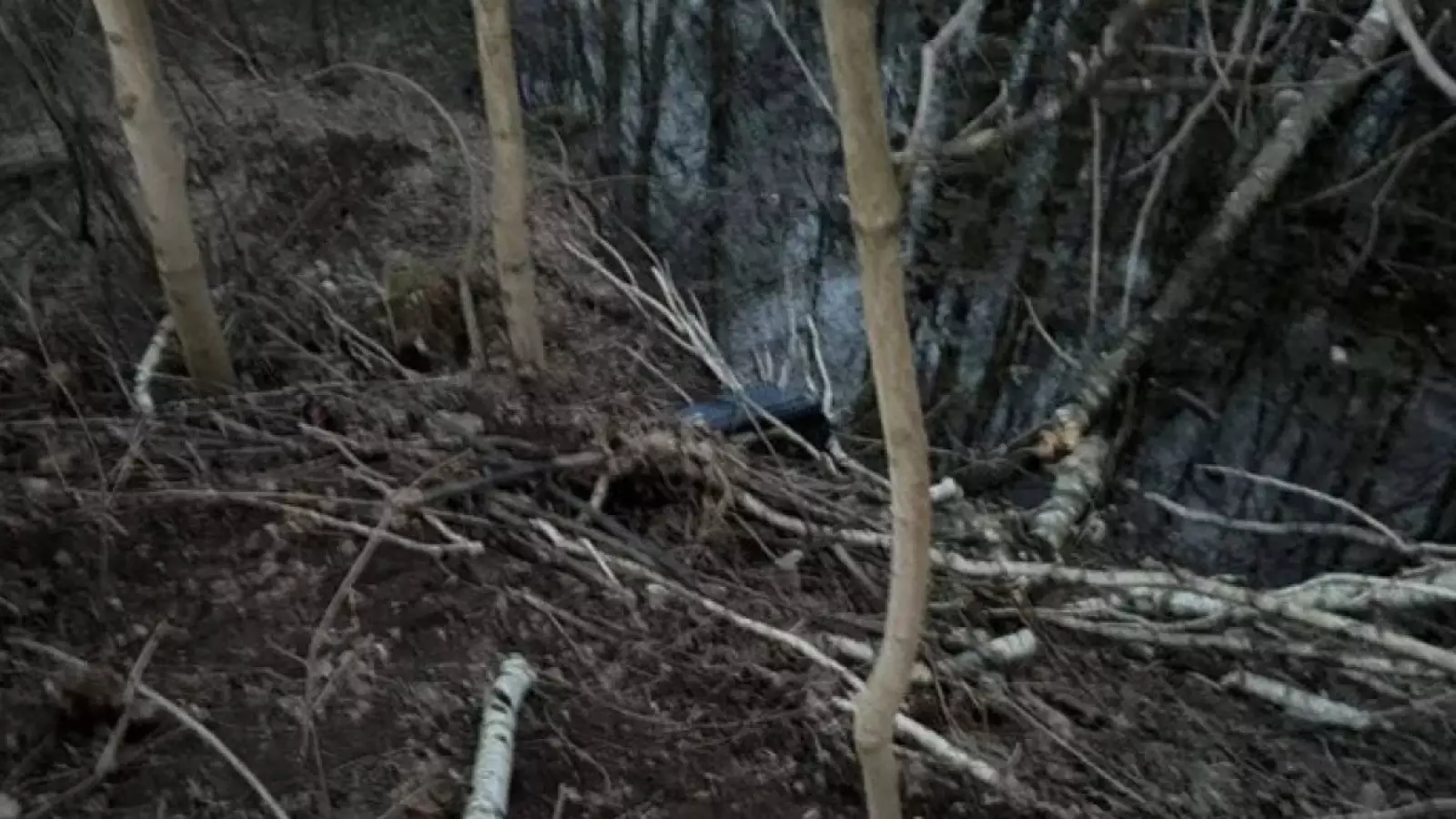 Жантүршігерлік жағдай: Орман аумағында ер адамның мәйіті салынған шабадан табылды