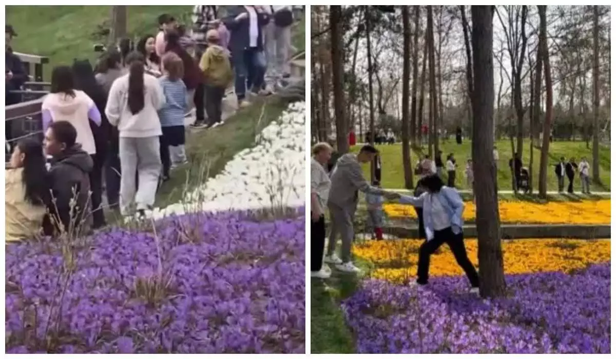 “Суретке түсу үшін”: Алматыда гүлзарға отырғызылған гүлдерді келушілер таптап тастаған