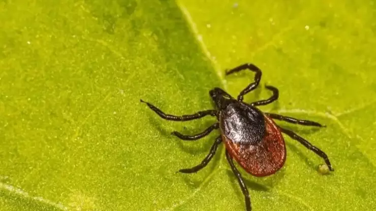 6 күнде он адамды кене шақты, оның үшеуі – бала