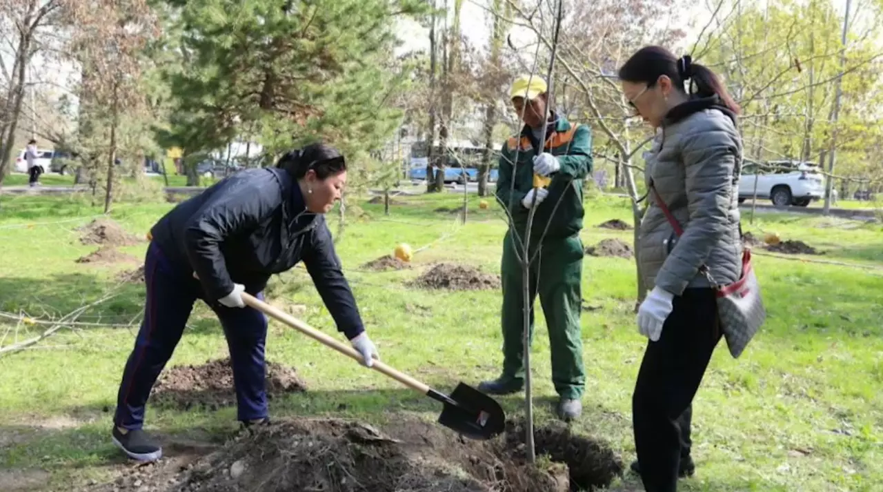 «Таза Қазақстан»: биыл Алматыда 550 мың жасыл желек егіледі
