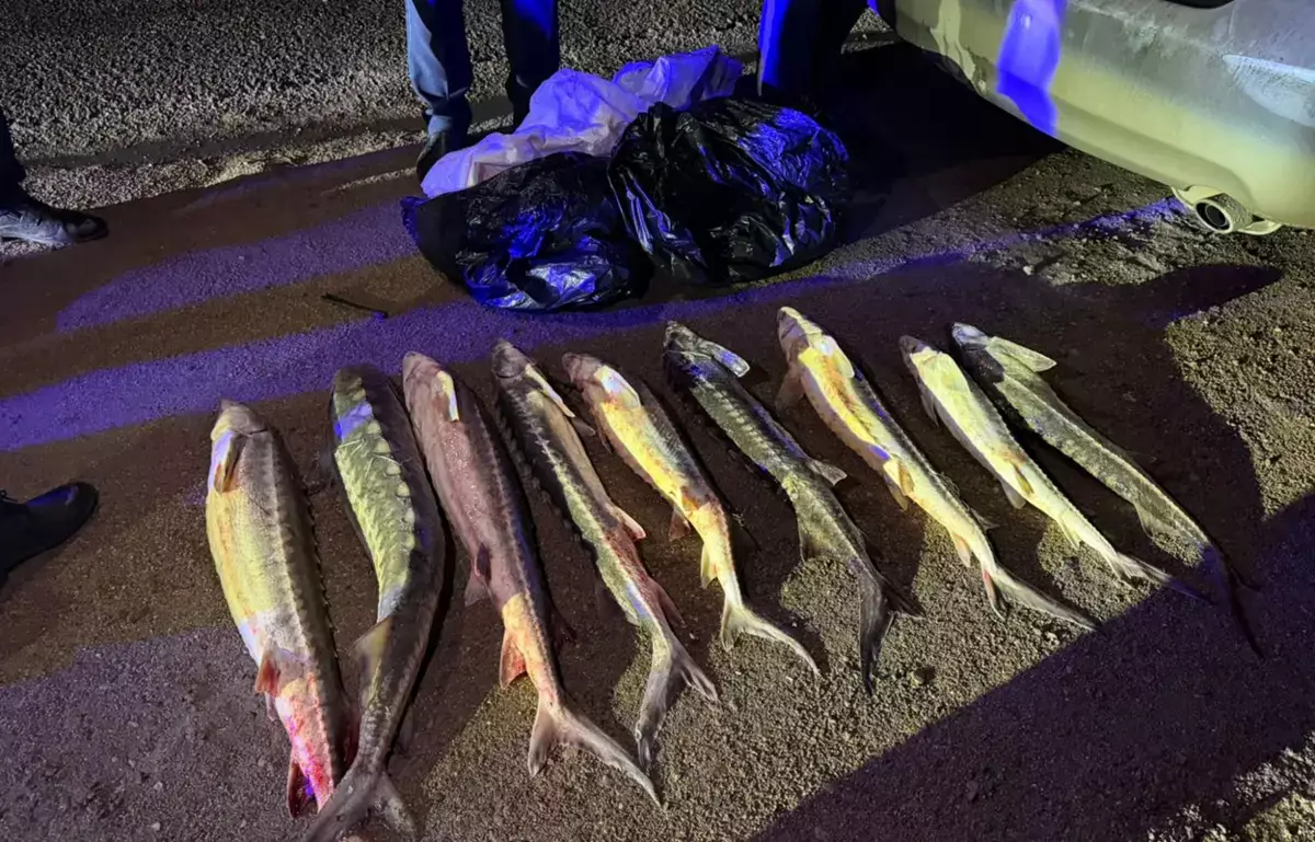 В Актау задержали машину с крупной партией осетрины - новости на Lada.kz 06.04.2026