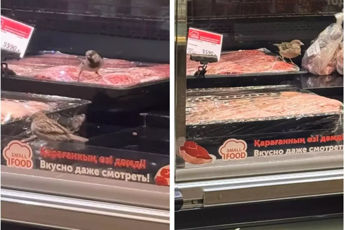 Птицы клюют мясо в витрине: инцидент в супермаркете встревожил астанчан