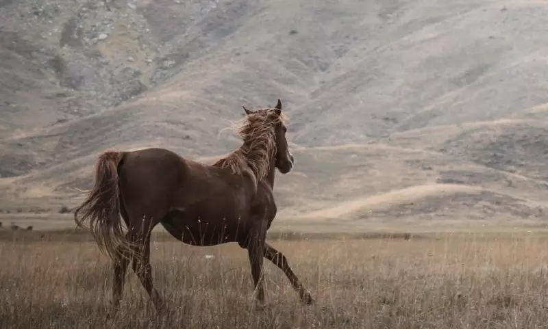 Ребёнок на лошади влетел в иномарку в Таразе