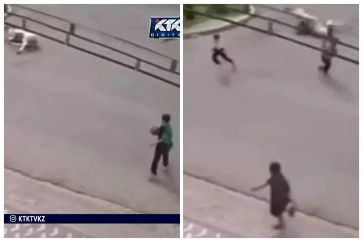 Таразда 7 жасар бала мінген ат көлікке соғылды