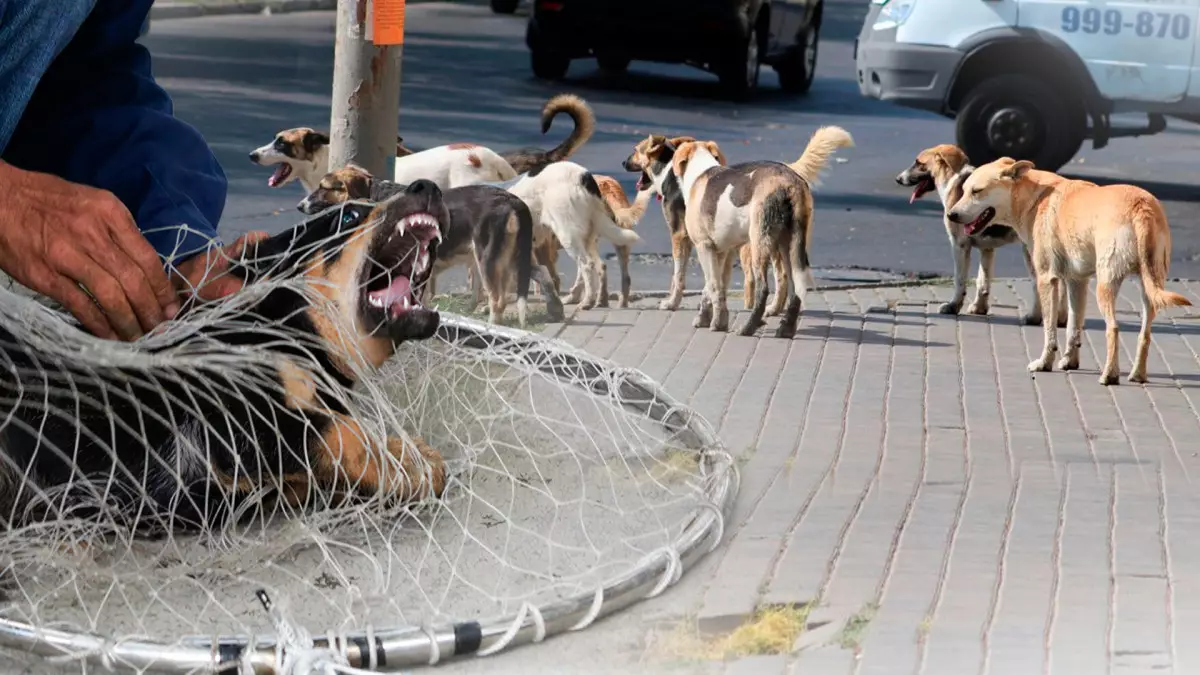 9 млрд жұмсалды, 41 мың адам тістелді: Қаңғыбас ит мәселесі неге шешілмей тұр?