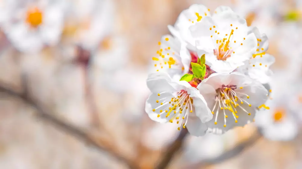 Қазақстандықтар мамырда қанша күн демалады?