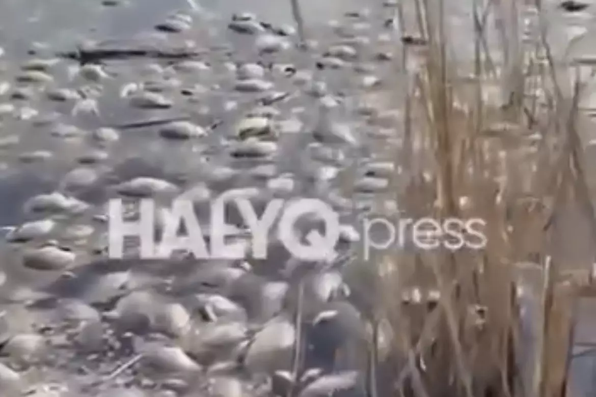 СКО-да балықтар түгел қырылып қалған: су беті өлік балыққа толды